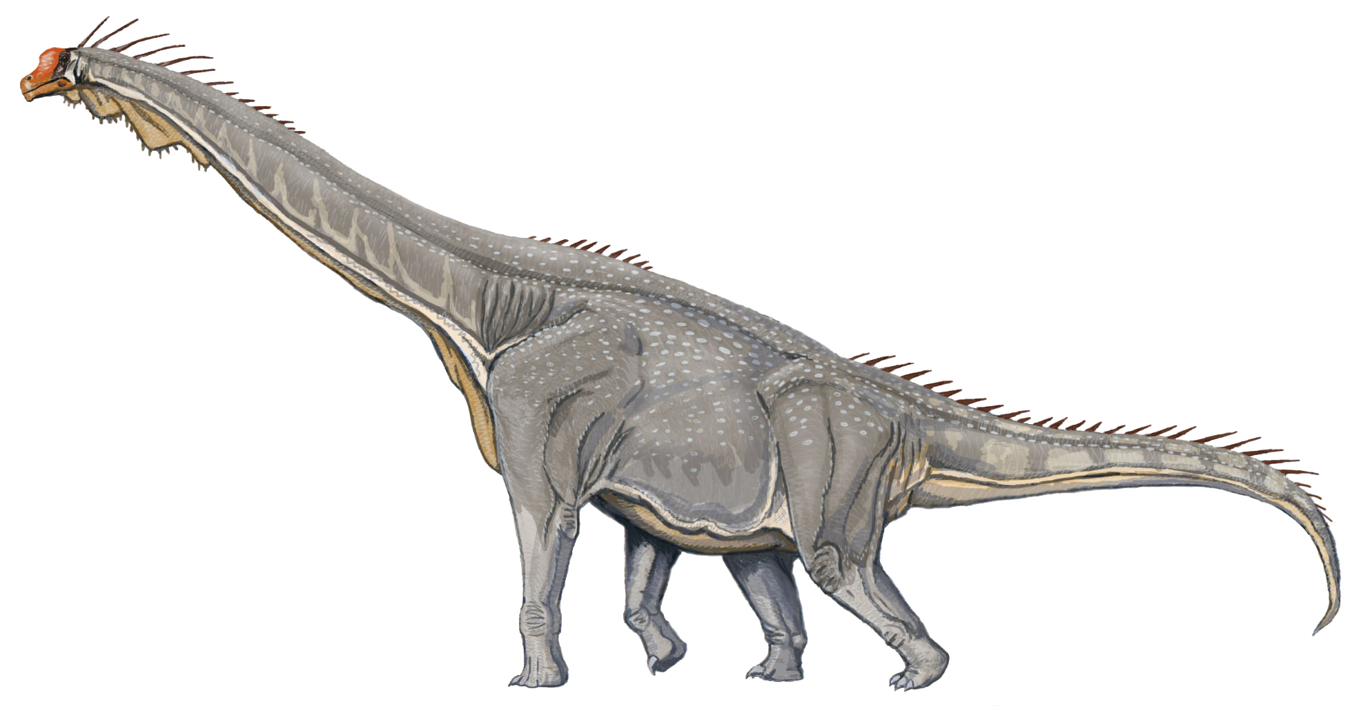 Rekonstrukce brachiosaura