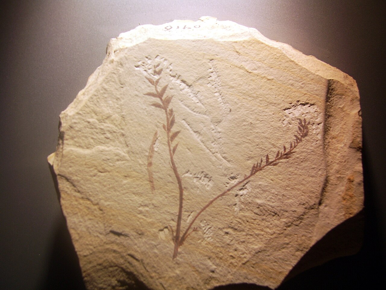 Fosilie Archaefructus
