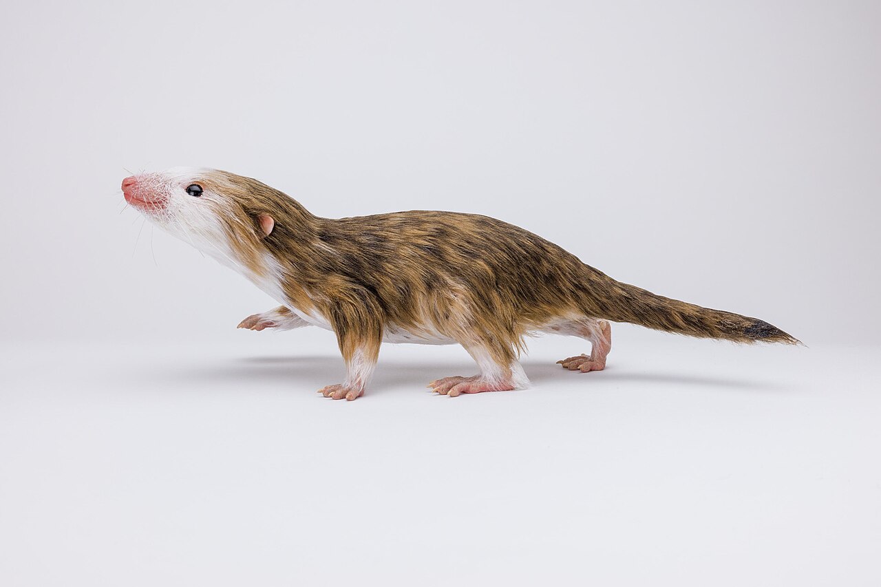 Model morganucodona