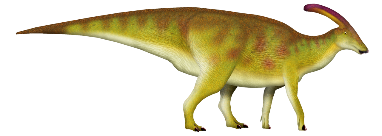 Rekonstrukce parasaurolopha
