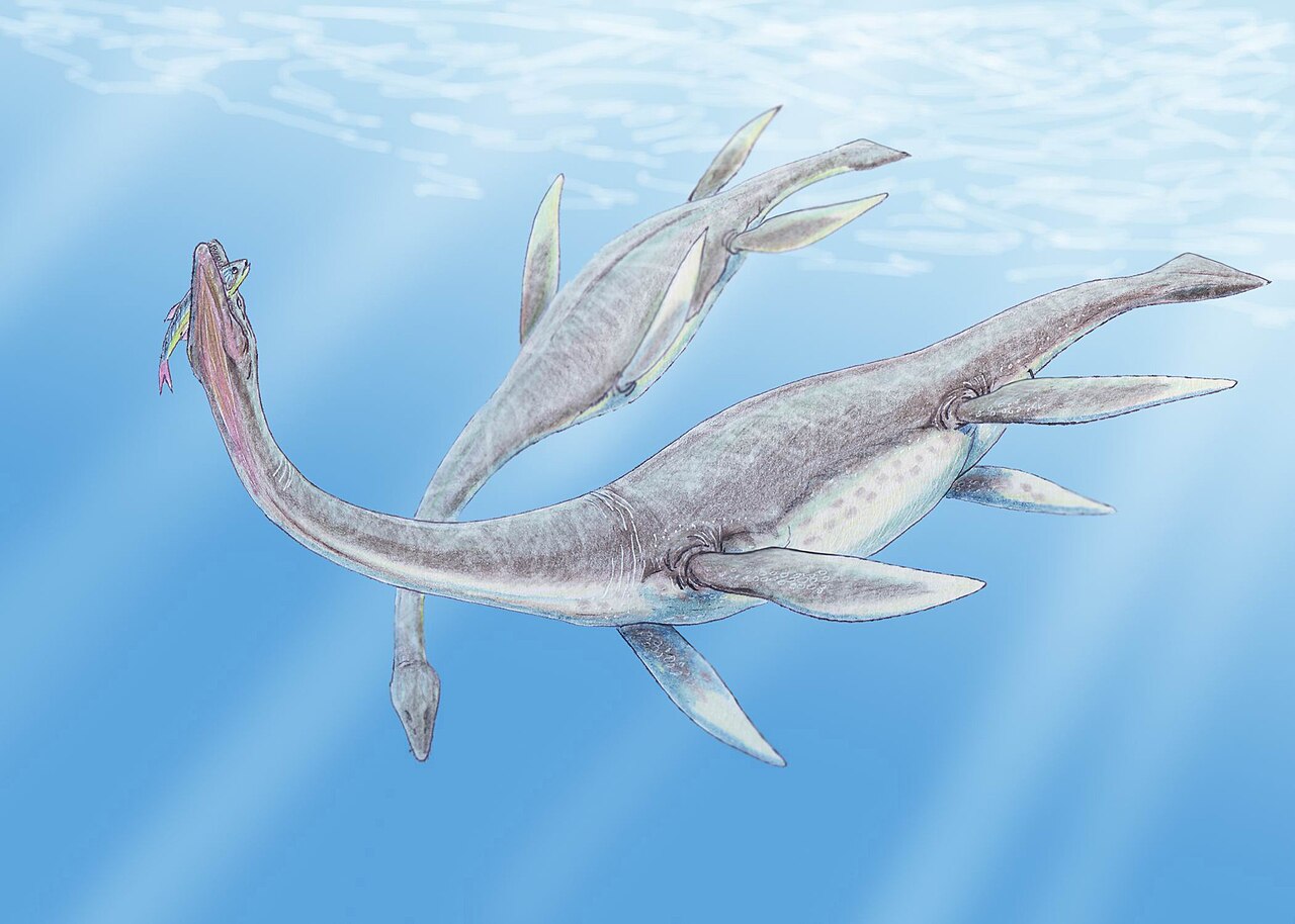 Rekonstrukce plesiosaura